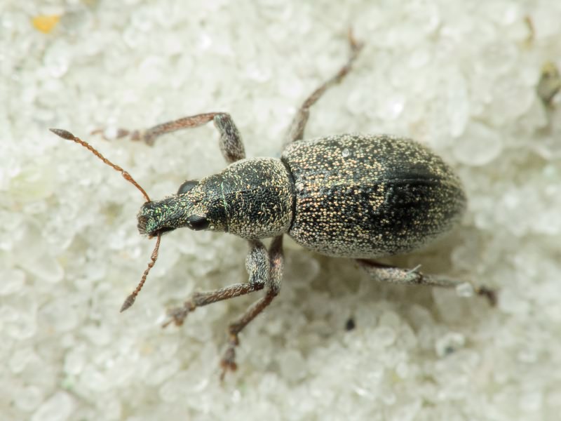 Sciaphobus squalidus (Gyllenhal, 1834)